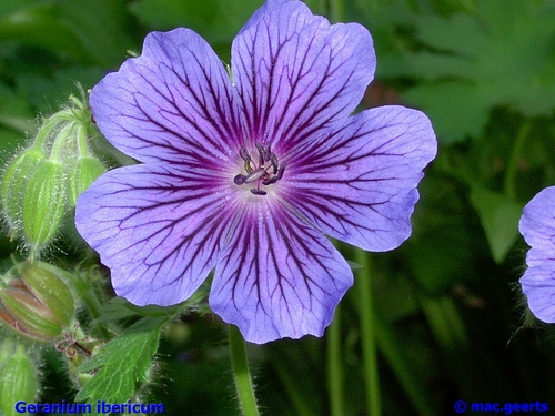 Geranium iberium